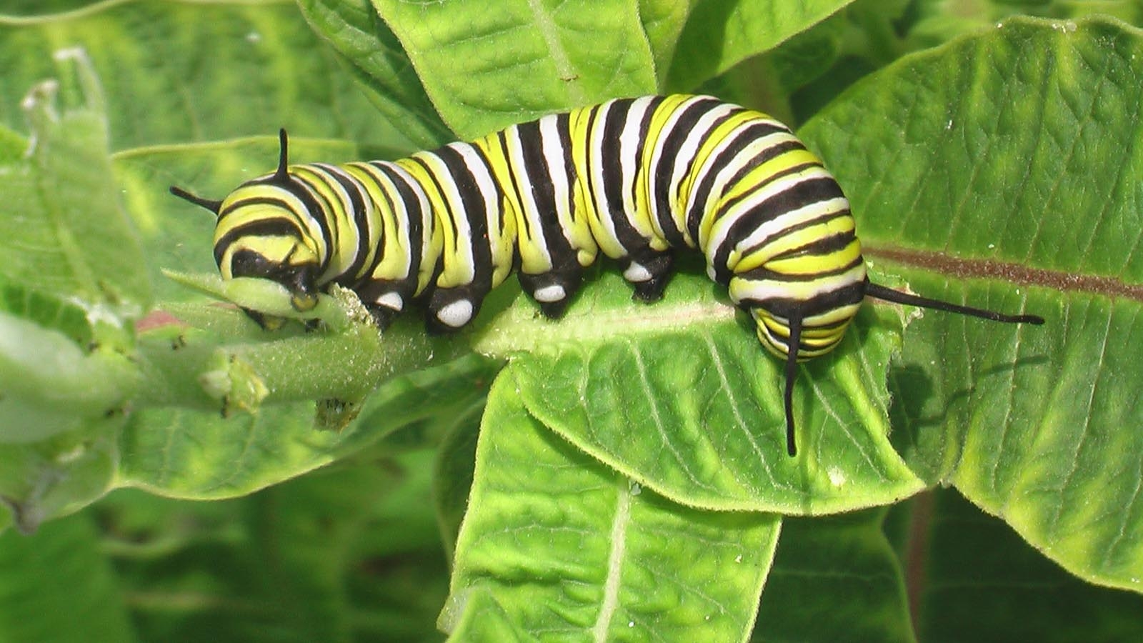 How a caterpillar saved my marriage