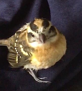 fledgling Grosbeak bird